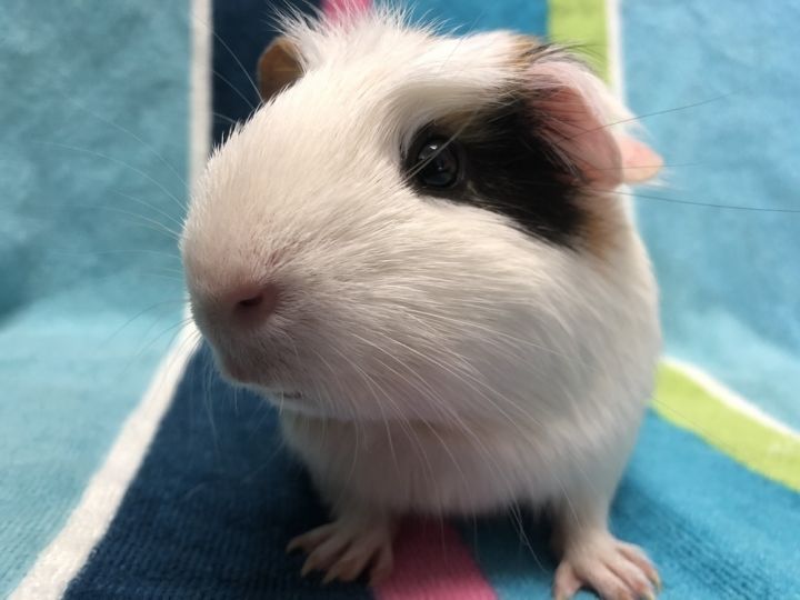 Kiddy (Bonded to Kassy) 3