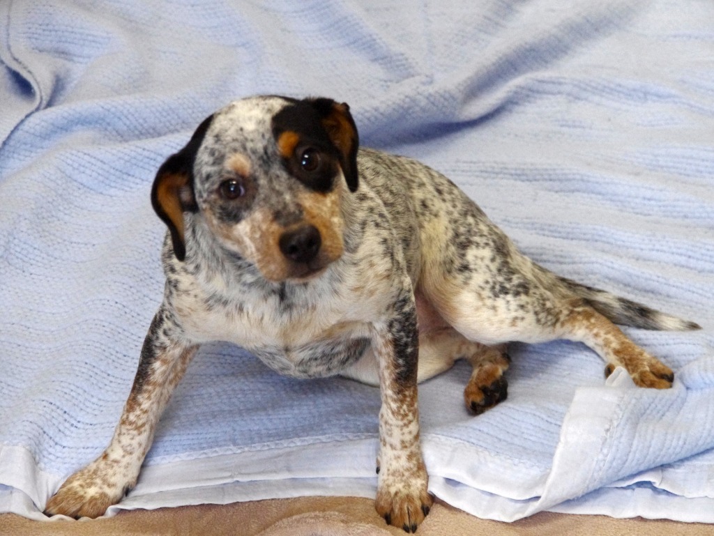 Freckles, an adoptable Australian Cattle Dog / Blue Heeler in Ladysmith, WI, 54848 | Photo Image 1