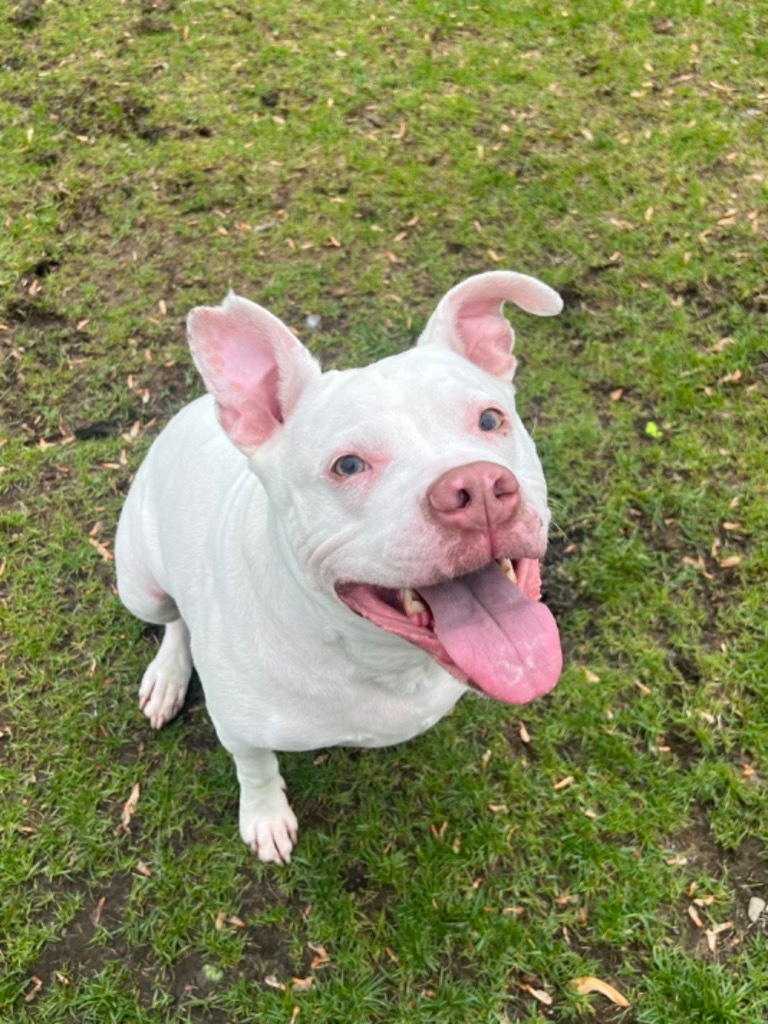 Kisses, an adoptable Mixed Breed in Hyde Park, NY, 12538 | Photo Image 1