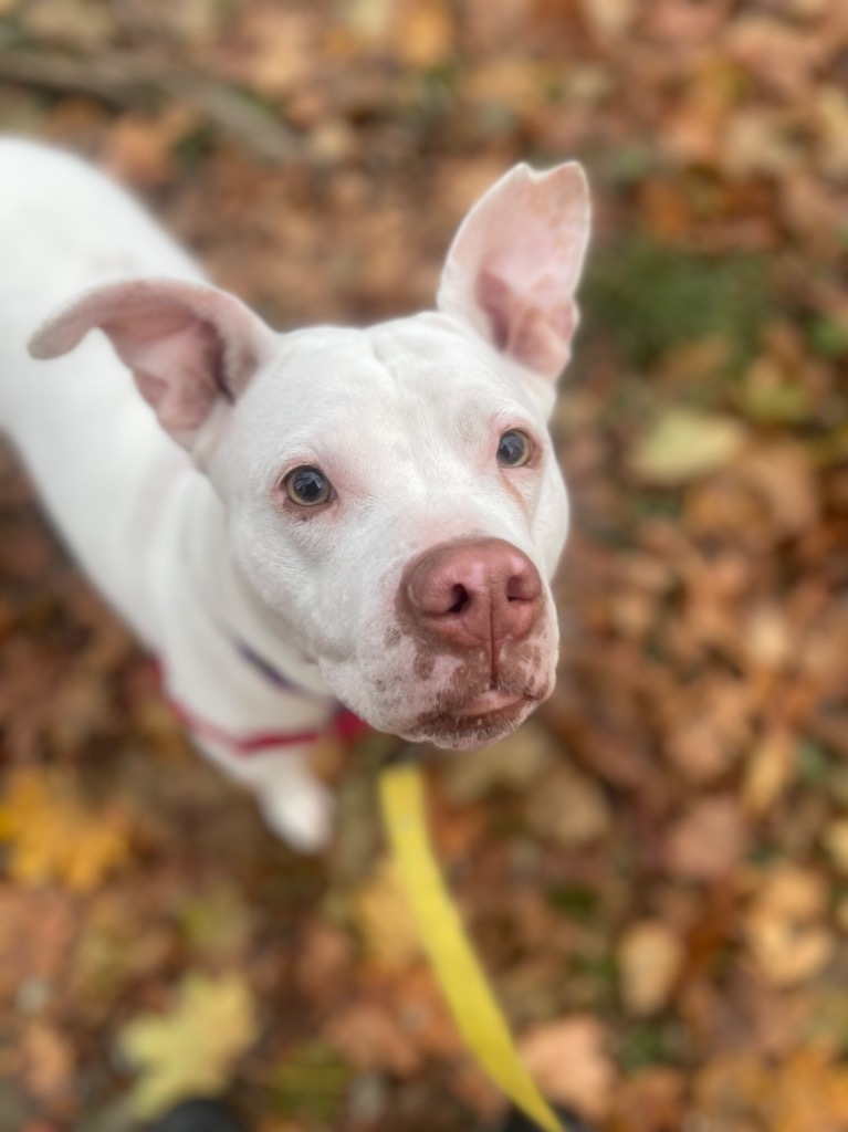 Kisses, an adoptable Mixed Breed in Hyde Park, NY, 12538 | Photo Image 2