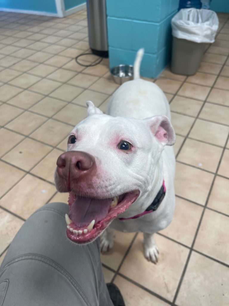 Kisses, an adoptable Mixed Breed in Hyde Park, NY, 12538 | Photo Image 3