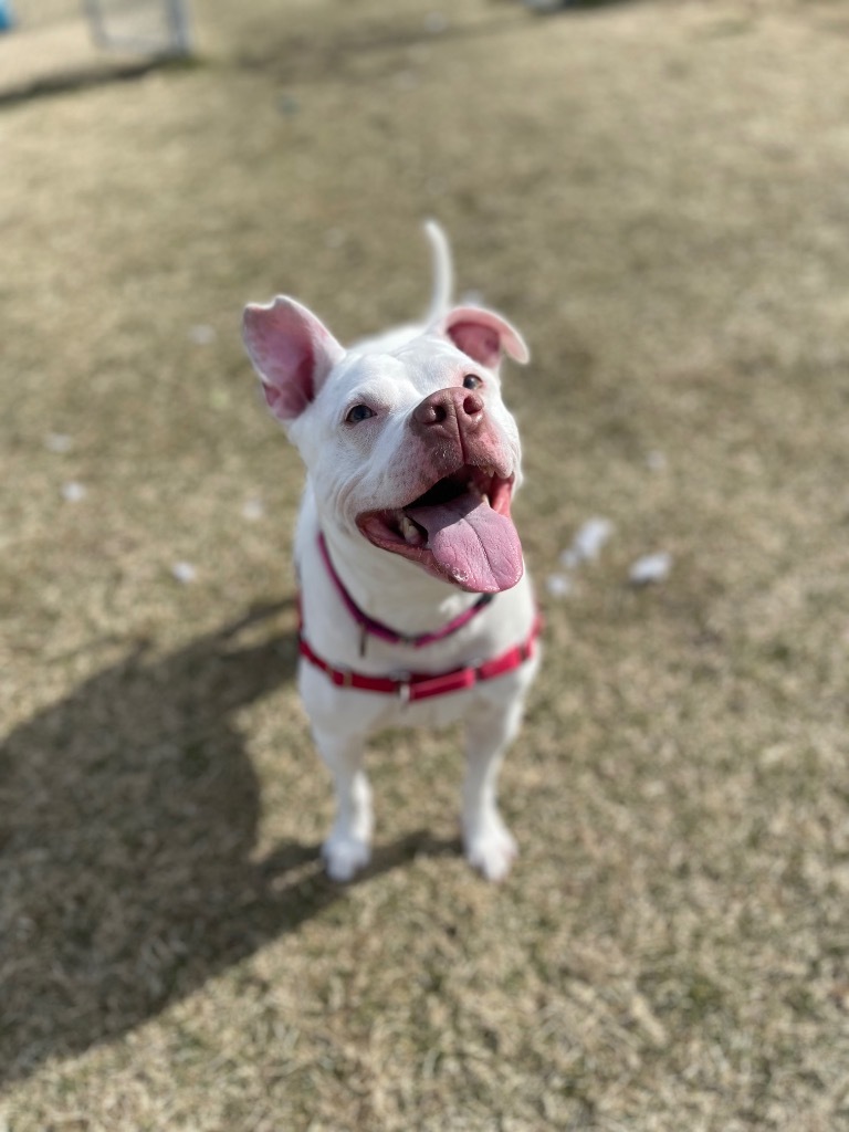 Kisses, an adoptable Mixed Breed in Hyde Park, NY, 12538 | Photo Image 4