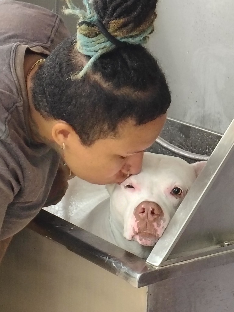 Kisses, an adoptable Mixed Breed in Hyde Park, NY, 12538 | Photo Image 5