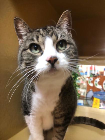 Twiggy Preston, an adoptable Domestic Medium Hair, Domestic Short Hair in Savannah, GA, 31410 | Photo Image 1