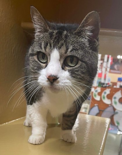 Twiggy Preston, an adoptable Domestic Medium Hair, Domestic Short Hair in Savannah, GA, 31410 | Photo Image 2