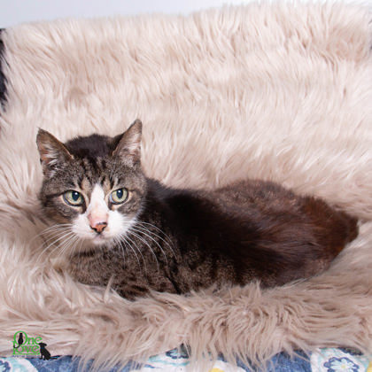 Twiggy Preston, an adoptable Domestic Medium Hair, Domestic Short Hair in Savannah, GA, 31410 | Photo Image 3