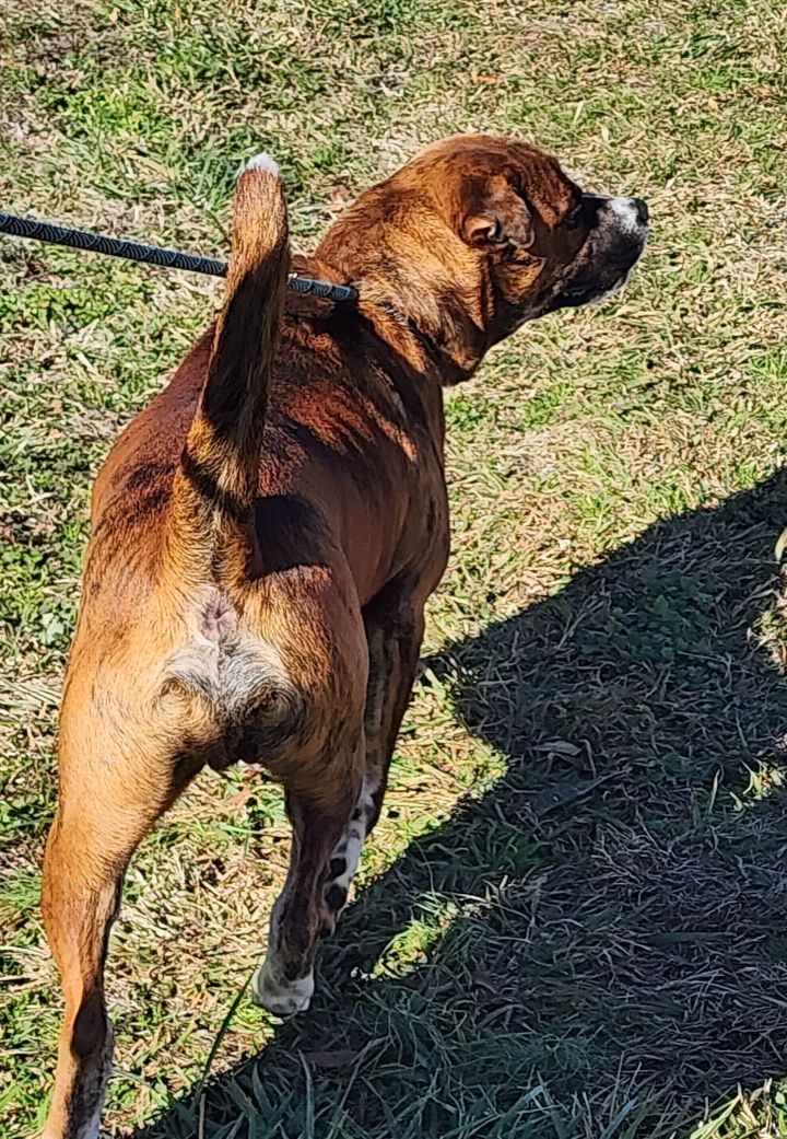Beans, an adoptable Boxer in Milledgeville, GA_image-6