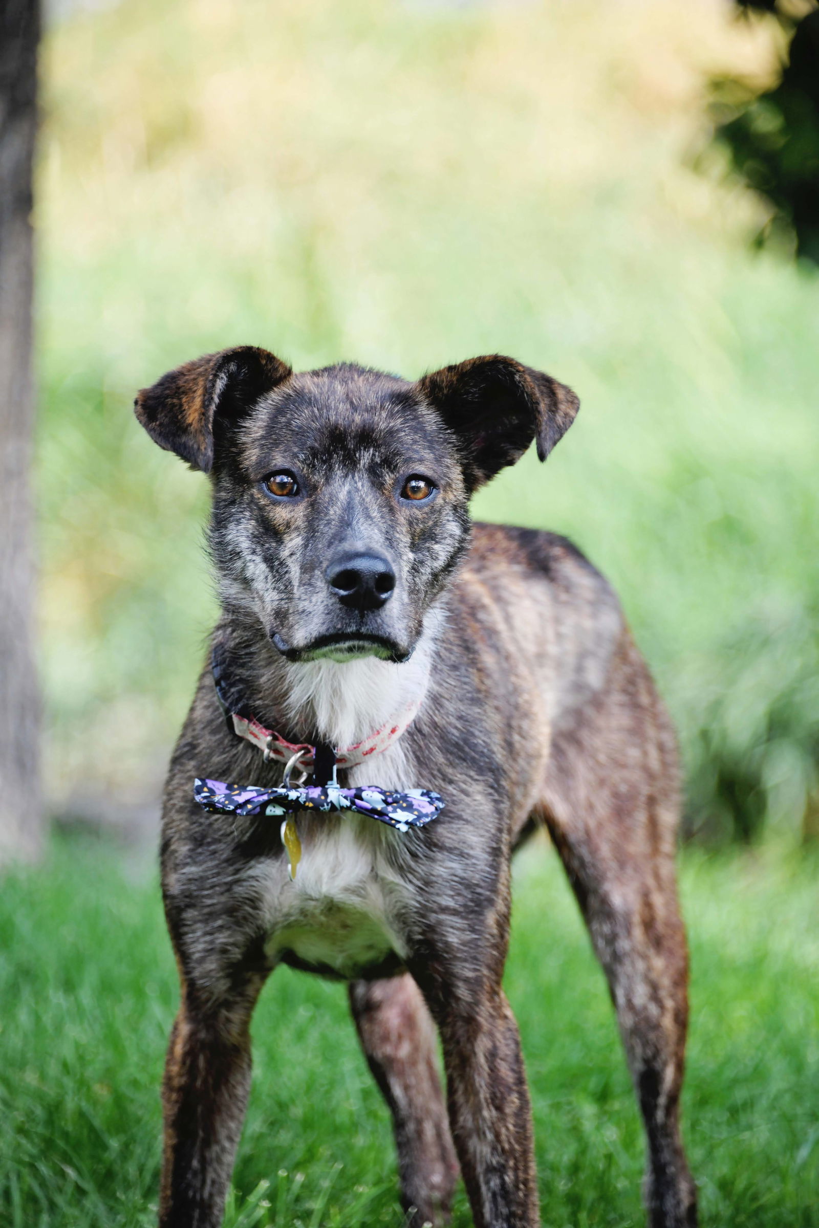 Perigee, an adoptable Labrador Retriever in Salt Lake City, UT, 84171 | Photo Image 1