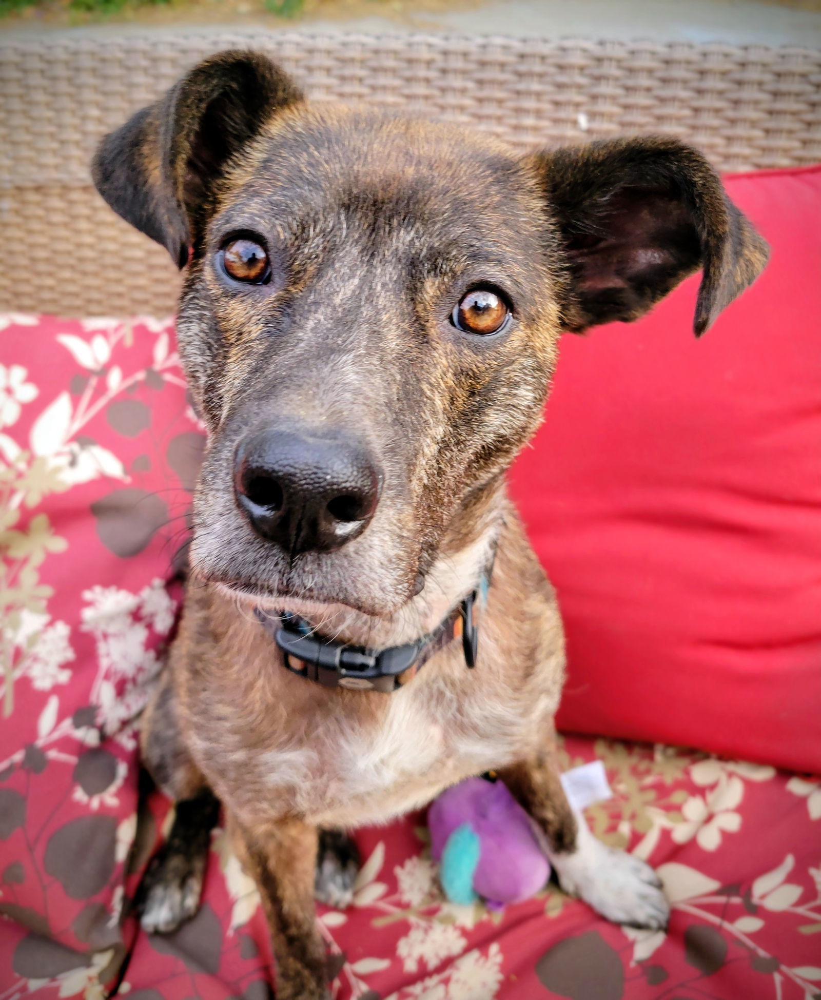 Perigee, an adoptable Labrador Retriever in Salt Lake City, UT, 84171 | Photo Image 1