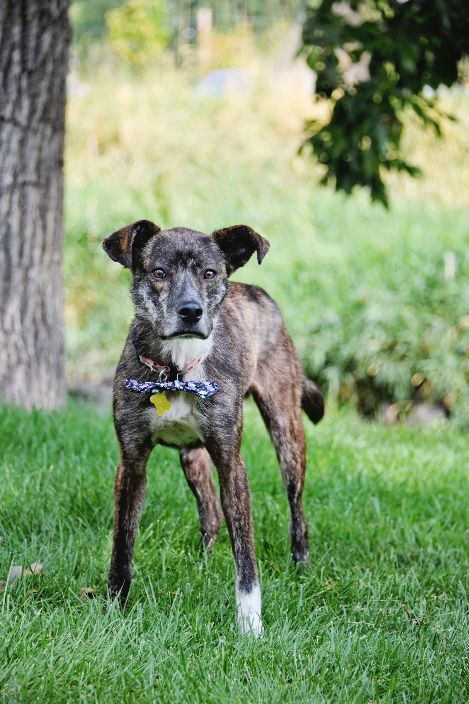 Perigee, an adoptable Labrador Retriever in Salt Lake City, UT, 84171 | Photo Image 2