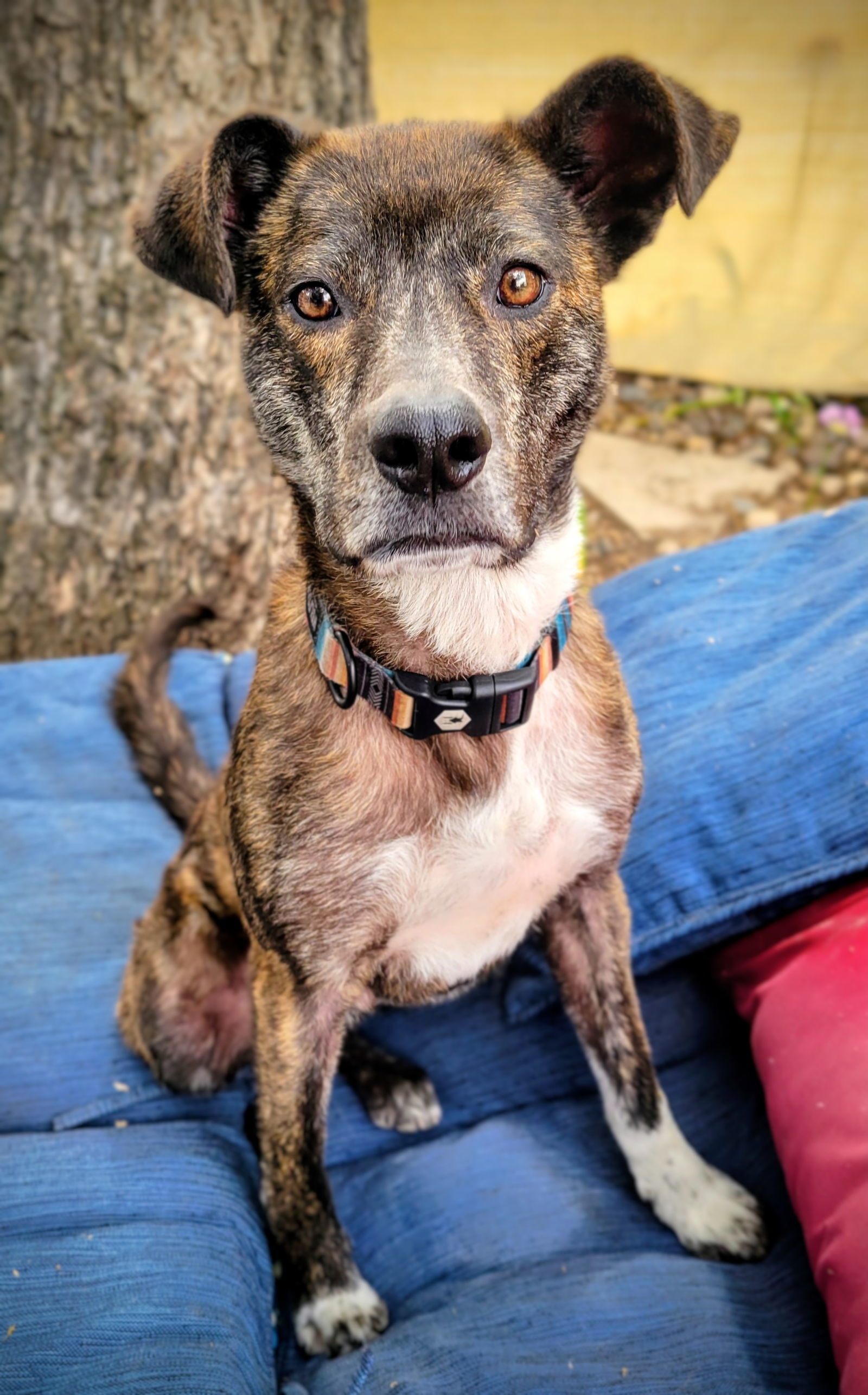 Perigee, an adoptable Labrador Retriever in Salt Lake City, UT, 84171 | Photo Image 2