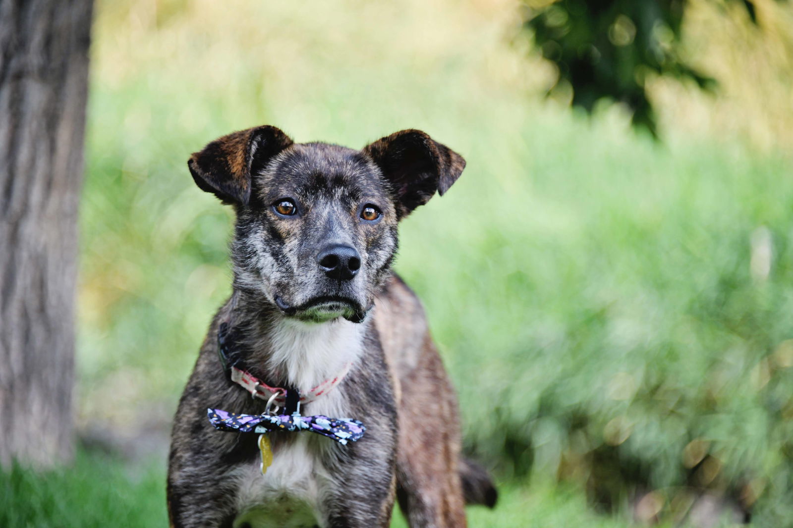 Perigee, an adoptable Labrador Retriever in Salt Lake City, UT, 84171 | Photo Image 3