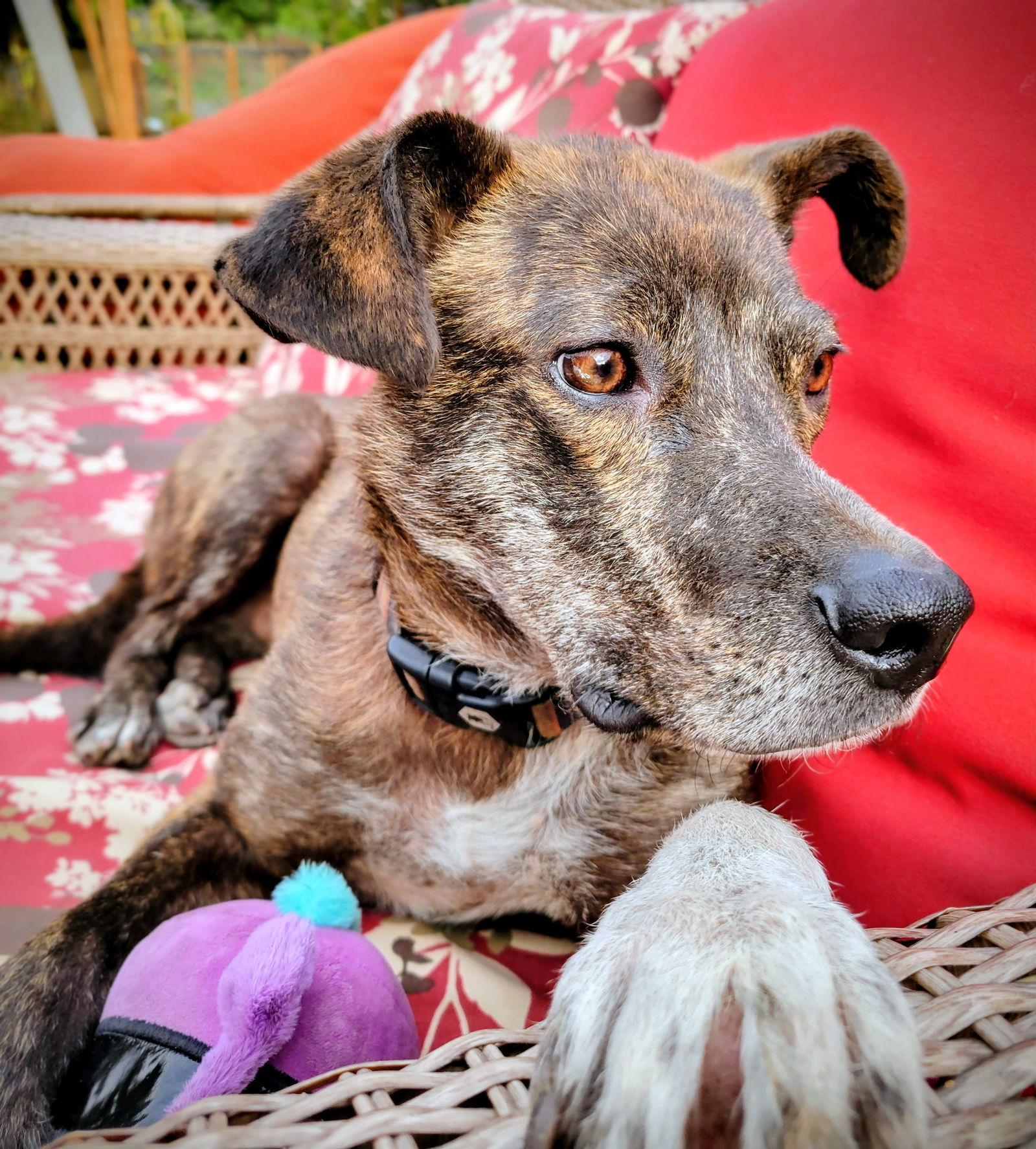 Perigee, an adoptable Labrador Retriever in Salt Lake City, UT, 84171 | Photo Image 3