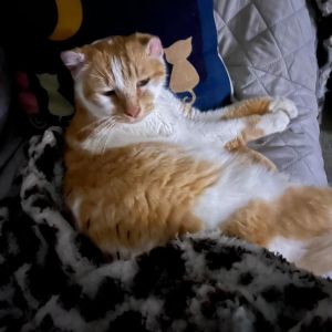 Elmer 2023, Senior Male Domestic Short Hair