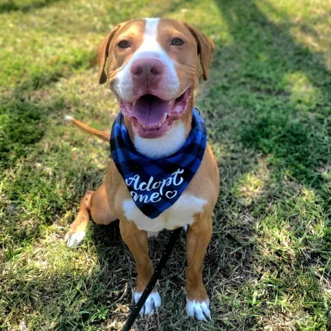 Dog for adoption Barry a Mixed Breed in Port Charlotte FL