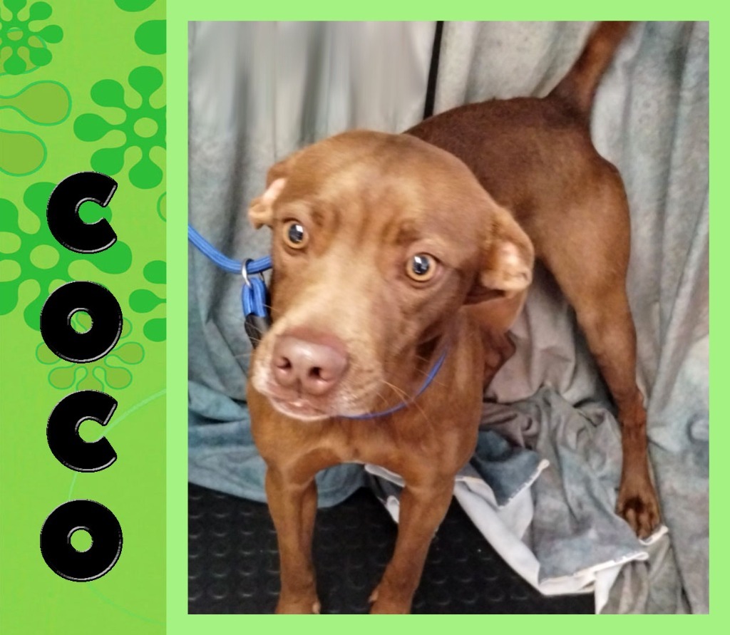 Coco, an adoptable Vizsla, Pit Bull Terrier in Mena, AR, 71953 | Photo Image 1
