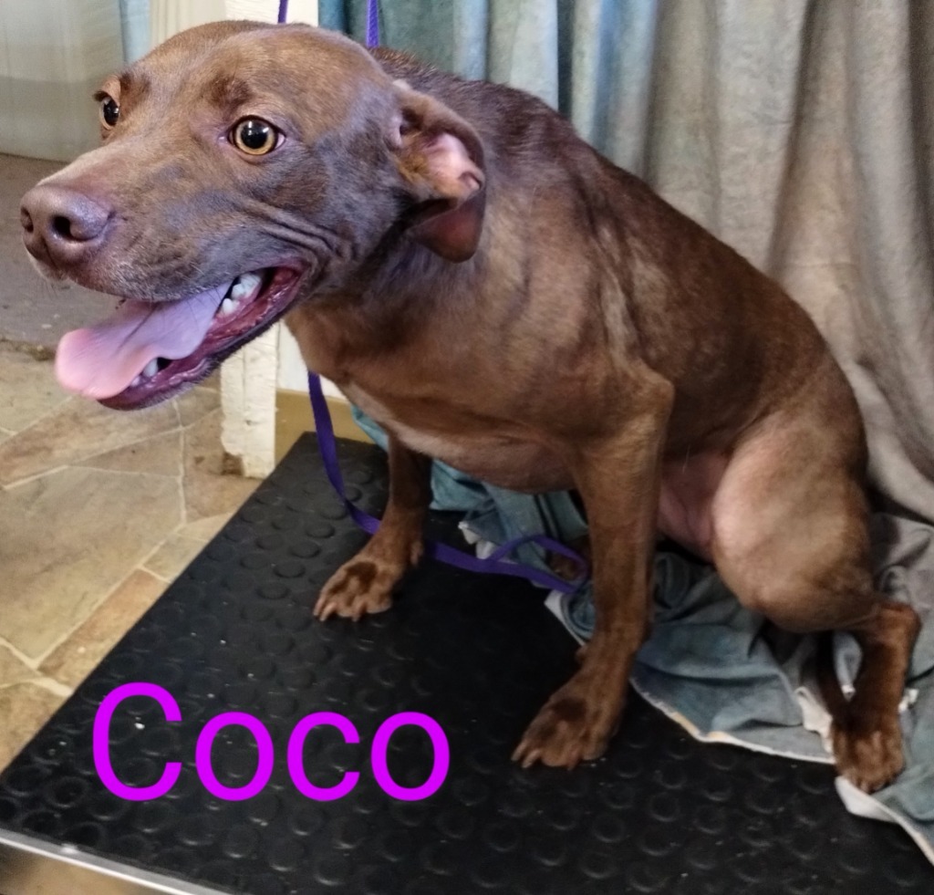 Coco, an adoptable Vizsla, Pit Bull Terrier in Mena, AR, 71953 | Photo Image 2