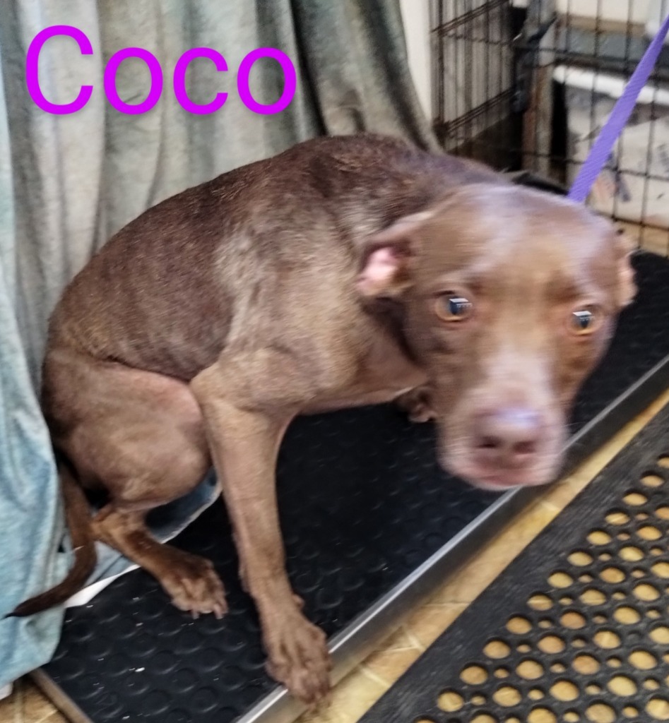 Coco, an adoptable Vizsla, Pit Bull Terrier in Mena, AR, 71953 | Photo Image 3