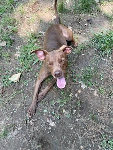 Coco, an adoptable Vizsla, Pit Bull Terrier in Mena, AR, 71953 | Photo Image 5