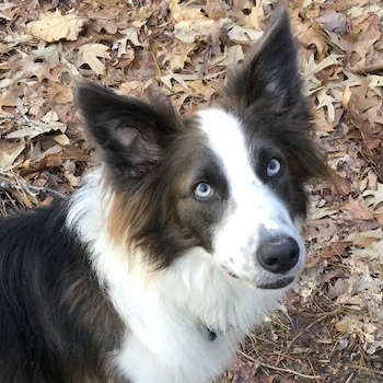 Kelpie collie hot sale cross rescue