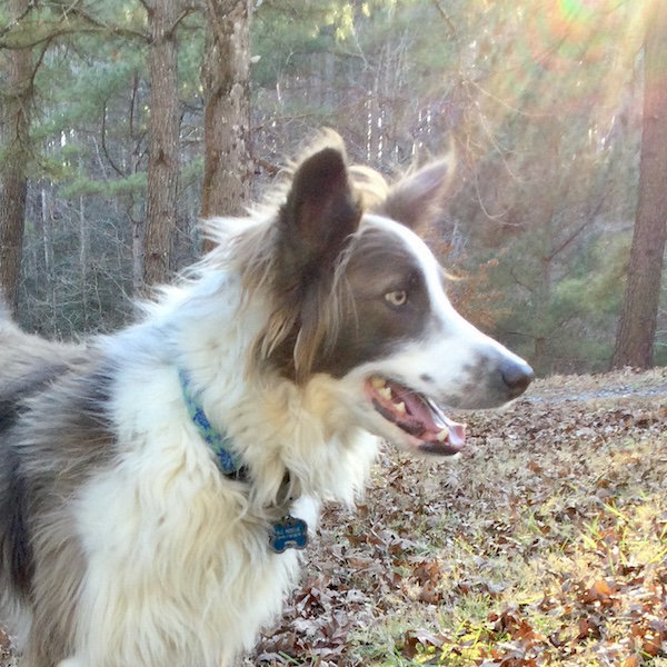 Blue merle outlet kelpie