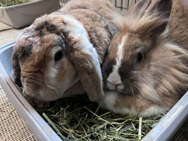Murray and Minka, an adoptable Rex & Lop Eared Mix in Houston, TX_image-2
