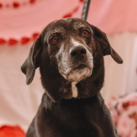 Remi, an adoptable Mixed Breed in Ballston Spa, NY_image-3