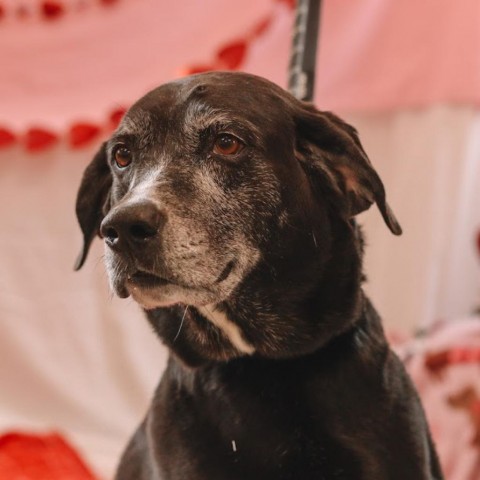 Remi, an adoptable Mixed Breed in Ballston Spa, NY_image-4