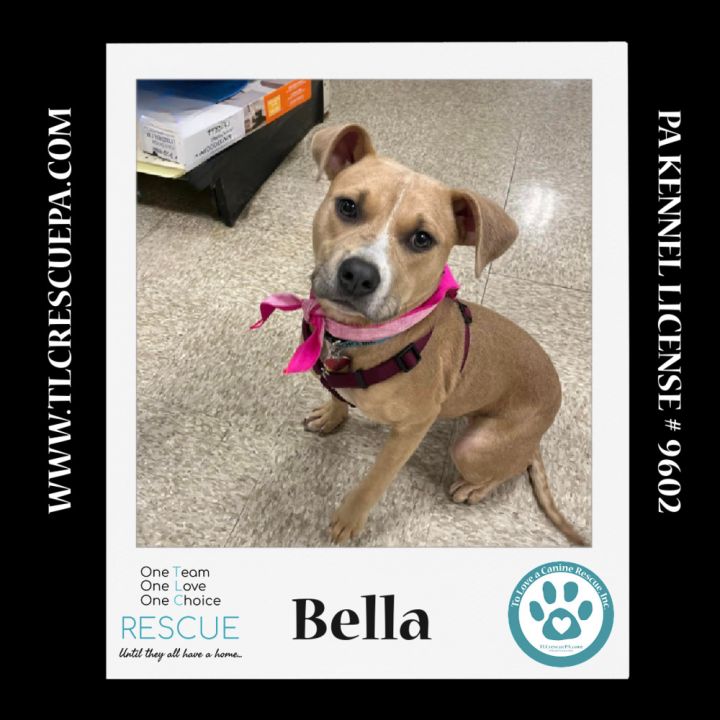 Bella (Holiday Pals) 010624, an adoptable Boxer & Pit Bull Terrier Mix in Kimberton, PA_image-1