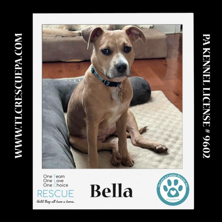 Bella (Holiday Pals) 010624 3