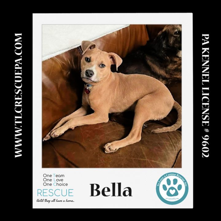 Bella (Holiday Pals) 010624, an adoptable Boxer & Pit Bull Terrier Mix in Kimberton, PA_image-4