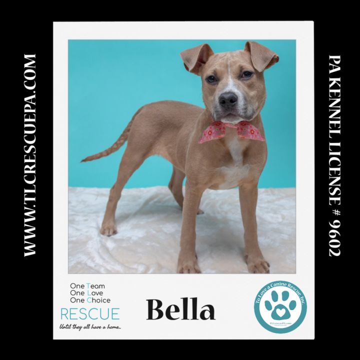 Bella (Holiday Pals) 010624, an adoptable Boxer & Pit Bull Terrier Mix in Kimberton, PA_image-5