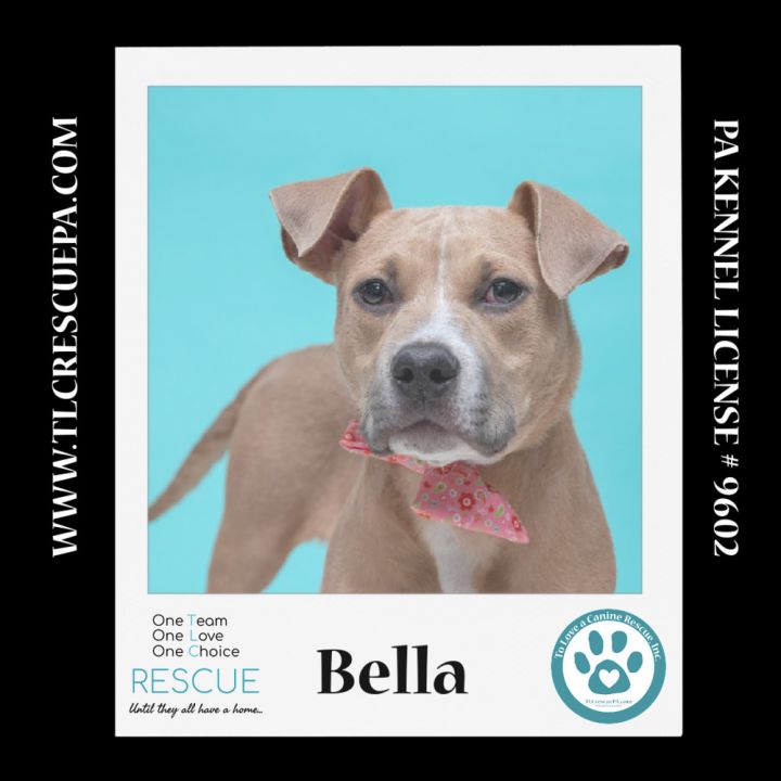 Bella (Holiday Pals) 010624 6