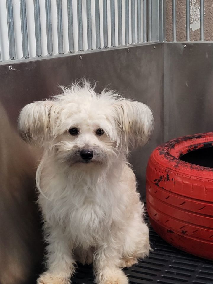 Hewey, an adoptable Havanese & Yorkshire Terrier Mix in Lacombe, AB_image-2