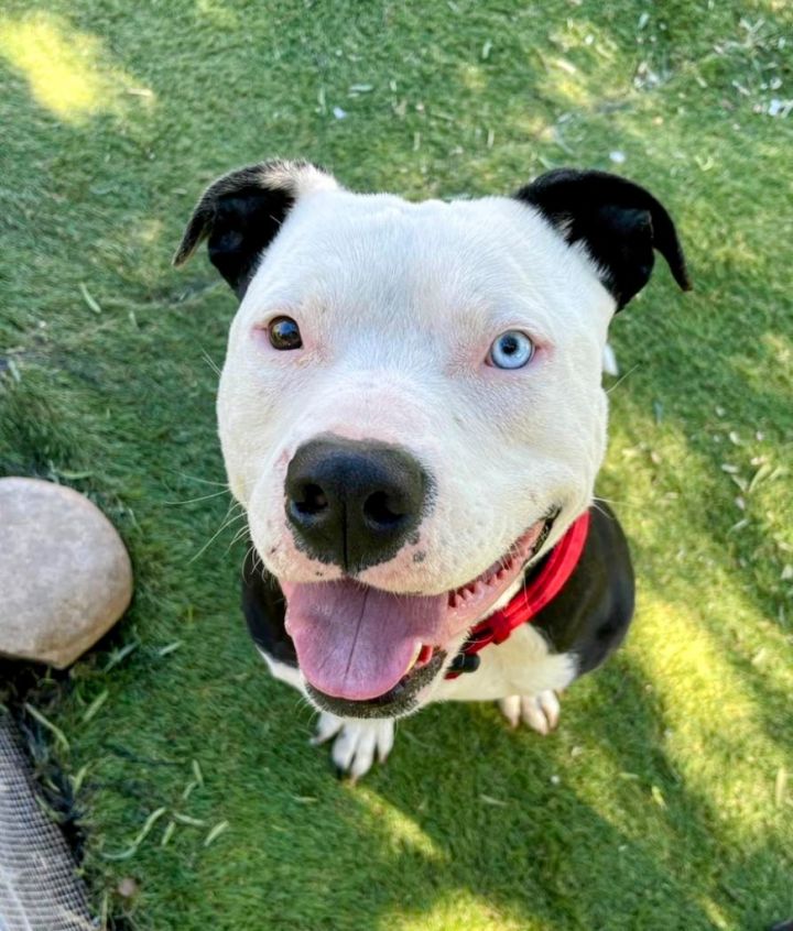 Banjo, an adoptable American Staffordshire Terrier & Pit Bull Terrier Mix in San Diego, CA_image-5