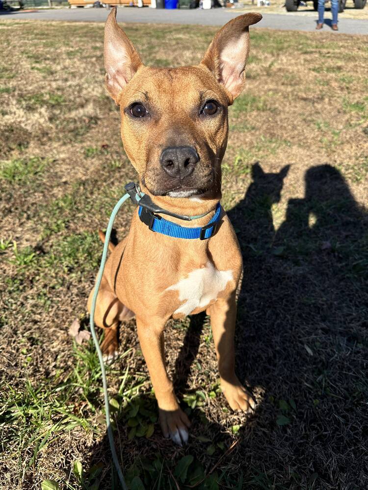 Colbie, an adoptable Pit Bull Terrier in Wendell, NC, 27591 | Photo Image 1