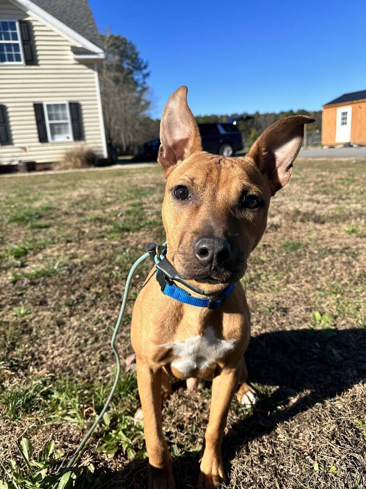 Colbie, an adoptable Pit Bull Terrier in Wendell, NC, 27591 | Photo Image 2