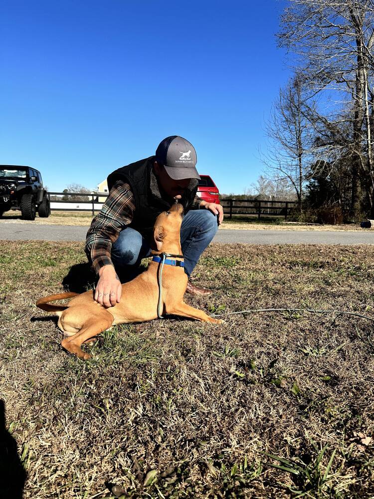 Colbie, an adoptable Pit Bull Terrier in Wendell, NC, 27591 | Photo Image 3