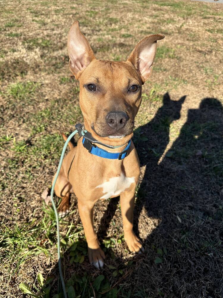 Colbie, an adoptable Pit Bull Terrier in Wendell, NC, 27591 | Photo Image 4