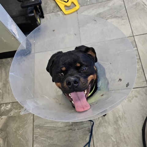 Drake, an adoptable Rottweiler in Las Vegas, NV_image-3