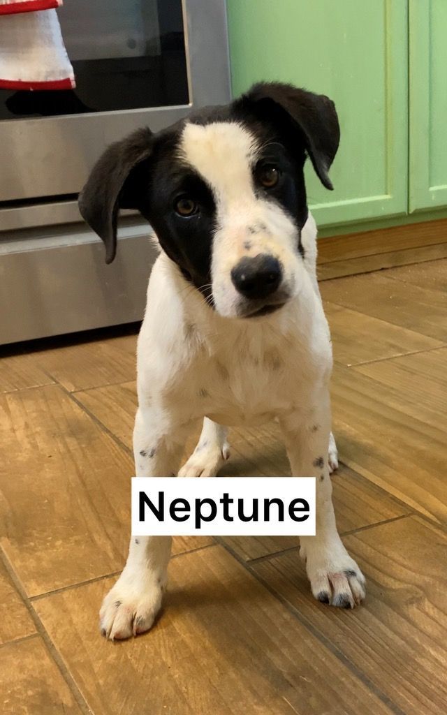 Neptune, an adopted Labrador Retriever Mix in St. Albans, VT_image-2