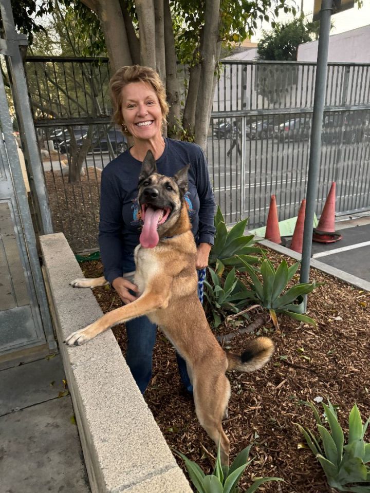 Tamika, an adoptable Belgian Shepherd / Malinois & German Shepherd Dog Mix in Los Angeles, CA_image-2
