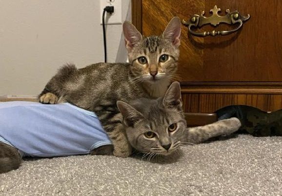 Tilly " Female Grey Tabby Bonded with Roman ", an adoptable Tabby & Domestic Short Hair Mix in Flower Mound, TX_image-2