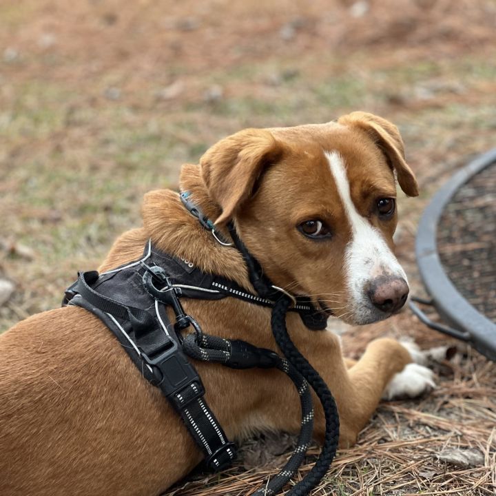 Dog for adoption - Butter Pecan, a Labrador Retriever & Portuguese Podengo  Mix in New Milford, CT