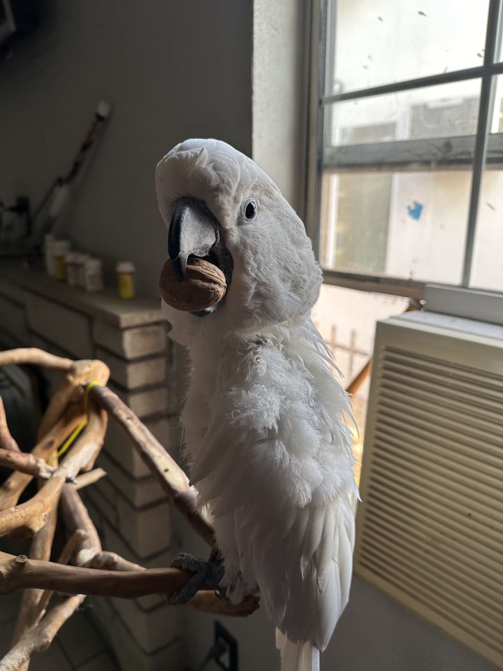 Baby, an adoptable Cockatoo in Los Angeles, CA_image-1