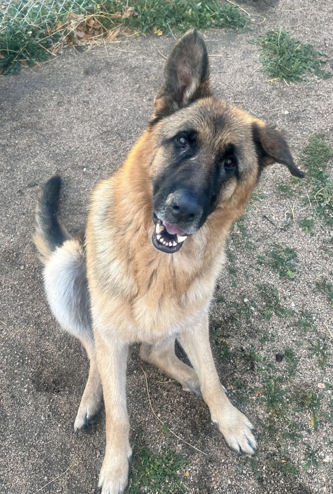 Dog for adoption - Toby, a German Shepherd Dog in Lancaster, CA | Petfinder