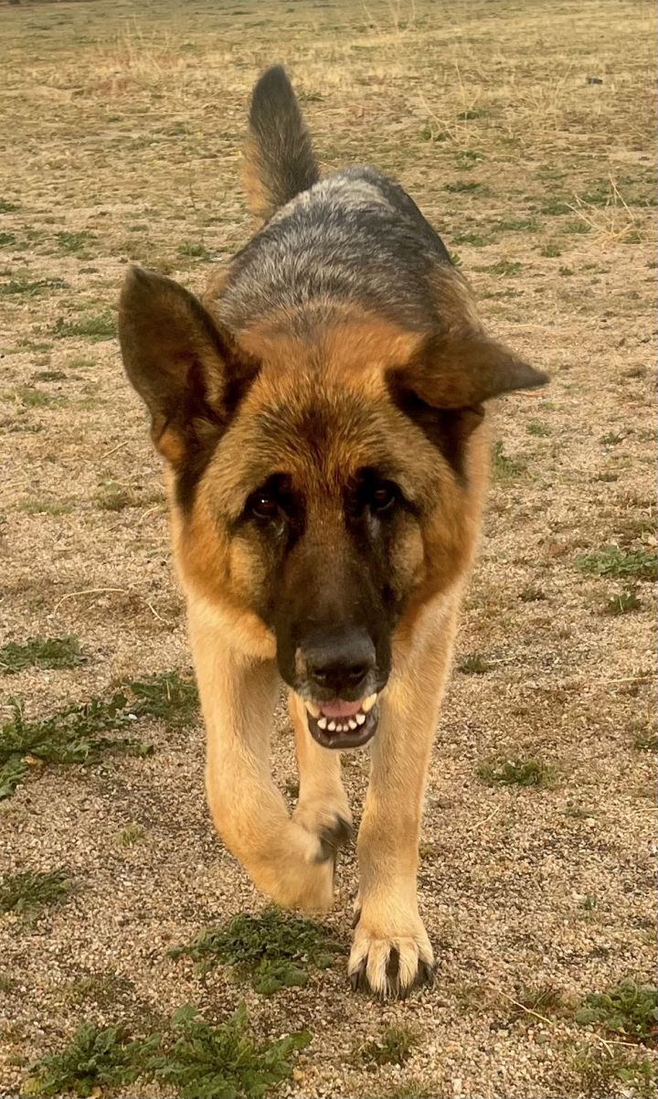 Toby, an adoptable German Shepherd Dog in Lancaster, CA_image-6