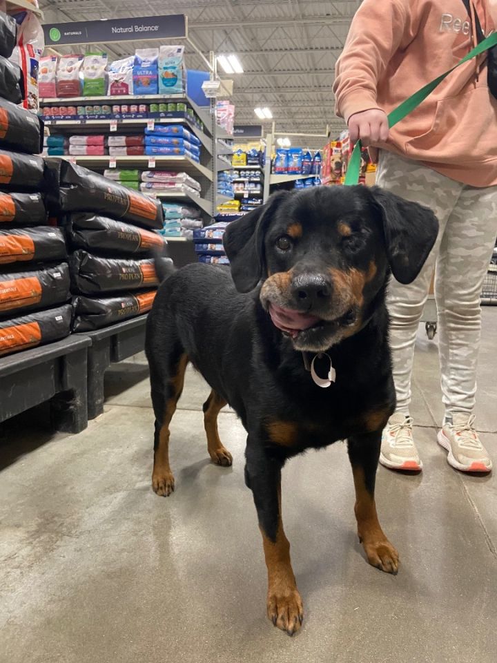 Clifton , an adoptable Rottweiler Mix in Zimmerman, MN_image-3