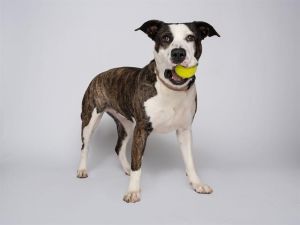 Hi my name is Nala and I would love to meet you I have been at the shelter since Dec
