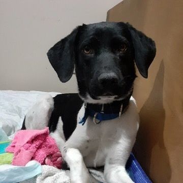 German pointer hot sale beagle mix